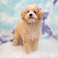Leo, a male Miniature Goldendoodle for sale in Donna, TX – 3 of 7