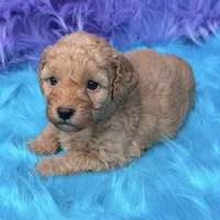 Jasper , a male Poodle - Miniature  for sale in Donna, TX – 2 of 10