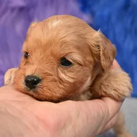 Rusty, a male Cavapoo for sale in Donna, TX – 6 of 10