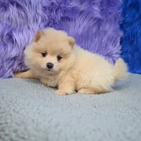 Remy, a male Pomeranian for sale in Donna, TX – 3 of 10