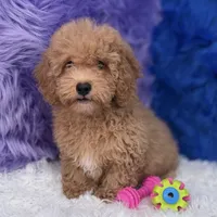 Paul, a male Shihpoo for sale in Donna, TX – 6 of 10