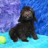 Buddy , a male Poodle - Miniature  for sale in Donna, TX – 5 of 6