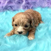 Stella , a female Cavapoo for sale in Donna, TX – 6 of 10