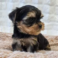 Angel , a female Yorkshire Terrier for sale in Donna, TX – 8 of 10