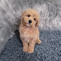 Ruben, a male Bichpoo and Poochon for sale in Donna, TX – Photo 5 of 9