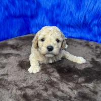 processed/f00ba38b-8c1c-4a8b-a7bd-5e2bdb4d7c39/listing/41ed41e9-c48a-47f5-a598-eeb2bdb8dd67/1bbd482e-2644-46b5-9fb4-47672642ff8a