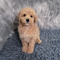 Ruben, a male Bichpoo and Poochon for sale in Donna, TX – Photo 4 of 9