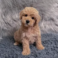 Ruben, a male Bichpoo and Poochon for sale in Donna, TX – Photo 3 of 9