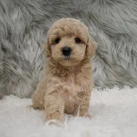Ruben, a male Poochon for sale in Donna, TX – Photo 4 of 6