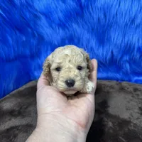 processed/f00ba38b-8c1c-4a8b-a7bd-5e2bdb4d7c39/listing/41ed41e9-c48a-47f5-a598-eeb2bdb8dd67/240edf72-79e7-46fe-930d-51c7d66c326e