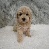 Ruben, a male Poochon for sale in Donna, TX – Photo 3 of 6
