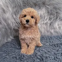 Ruben, a male Bichpoo and Poochon for sale in Donna, TX – Photo 8 of 9