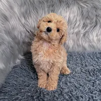 Ruben, a male Bichpoo and Poochon for sale in Donna, TX – Photo 6 of 9