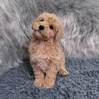 Ruben, a male Bichpoo and Poochon for sale in Donna, TX – Photo 7 of 9