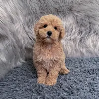 Ruben, a male Bichpoo and Poochon for sale in Donna, TX – Photo 1 of 9