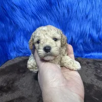 processed/f00ba38b-8c1c-4a8b-a7bd-5e2bdb4d7c39/listing/41ed41e9-c48a-47f5-a598-eeb2bdb8dd67/a2fe3422-9b94-497a-b362-8d756f87a214