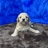 processed/f00ba38b-8c1c-4a8b-a7bd-5e2bdb4d7c39/listing/41ed41e9-c48a-47f5-a598-eeb2bdb8dd67/b12070ad-7d7e-4729-9989-6d04ae77d015