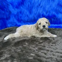 processed/f00ba38b-8c1c-4a8b-a7bd-5e2bdb4d7c39/listing/41ed41e9-c48a-47f5-a598-eeb2bdb8dd67/d49179df-d3ae-435c-8982-fda3077afbfb