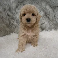 Ruben, a male Poochon for sale in Donna, TX – Photo 5 of 6
