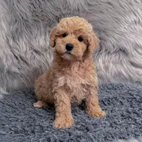 Ruben, a male Bichpoo and Poochon for sale in Donna, TX – Photo 2 of 9