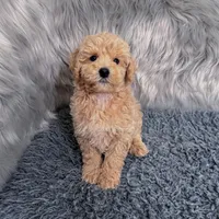Ruben, a male Bichpoo and Poochon for sale in Donna, TX – Photo 9 of 9