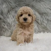 Ruben, a male Poochon for sale in Donna, TX – Photo 6 of 6