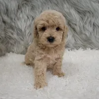 Ruben, a male Poochon for sale in Donna, TX – Photo 2 of 6