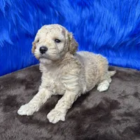 processed/f00ba38b-8c1c-4a8b-a7bd-5e2bdb4d7c39/listing/41ed41e9-c48a-47f5-a598-eeb2bdb8dd67/fe9fe6eb-48b8-4a64-ad54-0910495f45cb