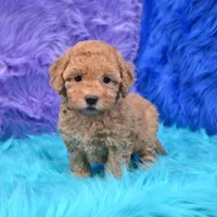 Harper  Micro size, a female Miniature Goldendoodle for sale in Donna, TX – 4 of 6