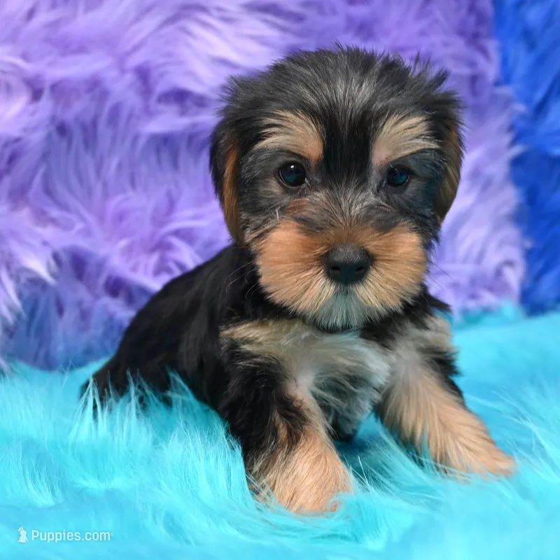 Jen  – Yorkshire Terrier puppy for sale in Donna, TX