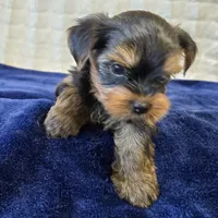 3939, a male Yorkshire Terrier for sale in Donna, TX – 10 of 10