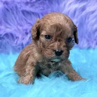Bandit , a male Cavapoo for sale in Donna, TX – 3 of 8