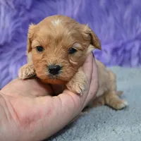 Rusty, a male Cavapoo for sale in Donna, TX – 3 of 10