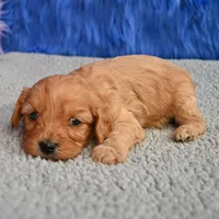 Ace - 7 day return guarantees, a male Cavapoo for sale in Donna, TX – 2 of 10