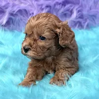 Henry , a male Cavapoo for sale in Donna, TX – 5 of 7
