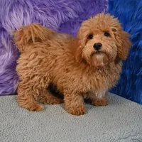 Paul - 7 day return policy, a male Shihpoo for sale in Donna, TX – 9 of 9
