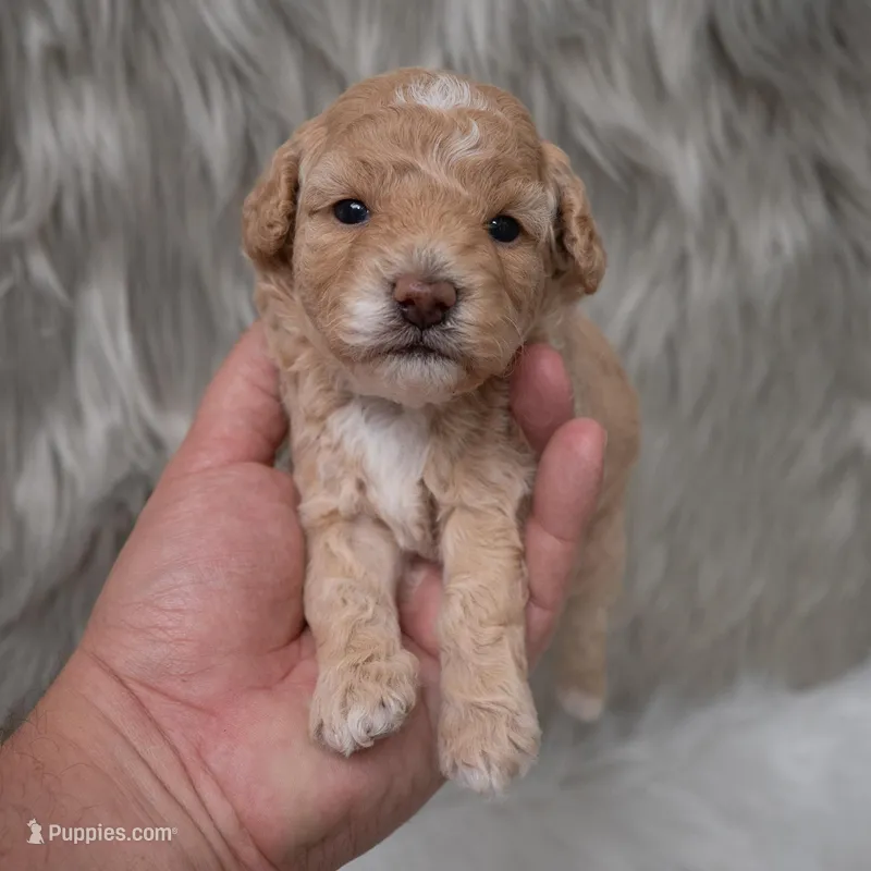 Karla  Micro-Mini – Miniature Goldendoodle puppy for sale in Donna, TX