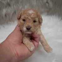 Karla  Micro-Mini, a female Miniature Goldendoodle for sale in Donna, TX – Photo 4 of 6