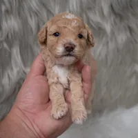 Karla  Micro-Mini, a female Miniature Goldendoodle for sale in Donna, TX – Photo 6 of 6