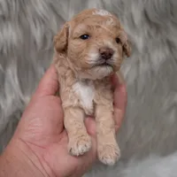 Karla  Micro-Mini, a female Miniature Goldendoodle for sale in Donna, TX – Photo 5 of 6