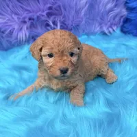 Harper , a female Poodle - Miniature  for sale in Donna, TX – 8 of 10