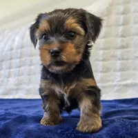 John , a male Yorkshire Terrier for sale in Donna, TX – 7 of 10