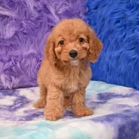 Minnie , a female Cockapoo for sale in Donna, TX – 4 of 10