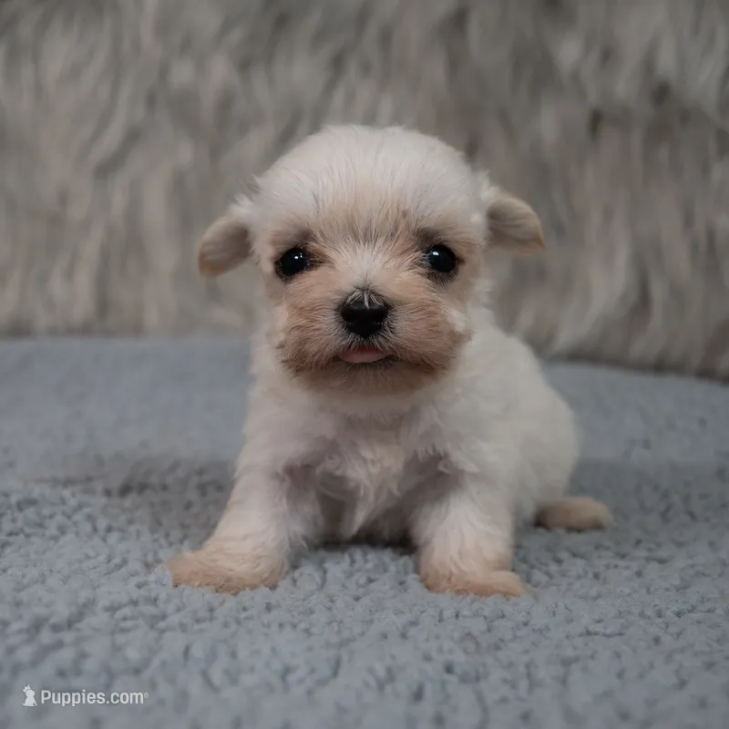 Sophie – Maltipoo puppy for sale in Donna, TX