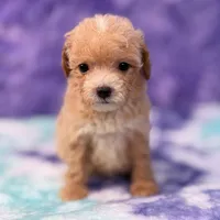 Linda, a female Maltipoo for sale in Donna, TX – 10 of 10