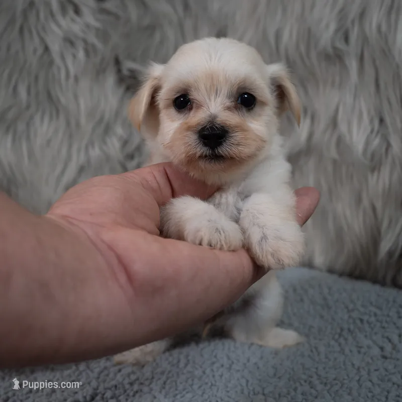 Chloe – Maltipoo puppy for sale in Donna, TX
