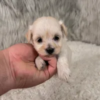Chloe, a female Maltipoo for sale in Donna, TX – 2 of 5