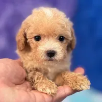 Linda, a female Maltipoo for sale in Donna, TX – 4 of 10