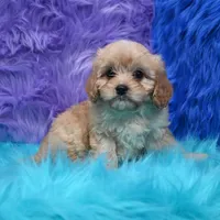 Bruno , a male Cavapoo for sale in Donna, TX – 3 of 6