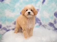 Leo, a male Miniature Goldendoodle for sale in Donna, TX – 6 of 7